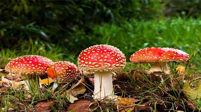 野生蘑菇用大蒜能鉴别有毒吗,野生蘑菇怎么鉴别