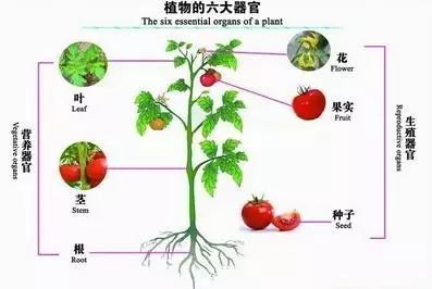 绿色植物与生物圈的水循环知识点,生物圈中有哪些绿色植物教学视频