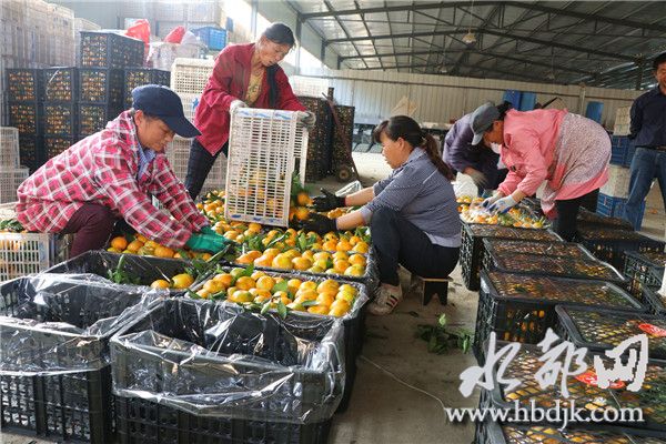 「十堰」习家店镇柑桔俏销四方,带富一方百姓