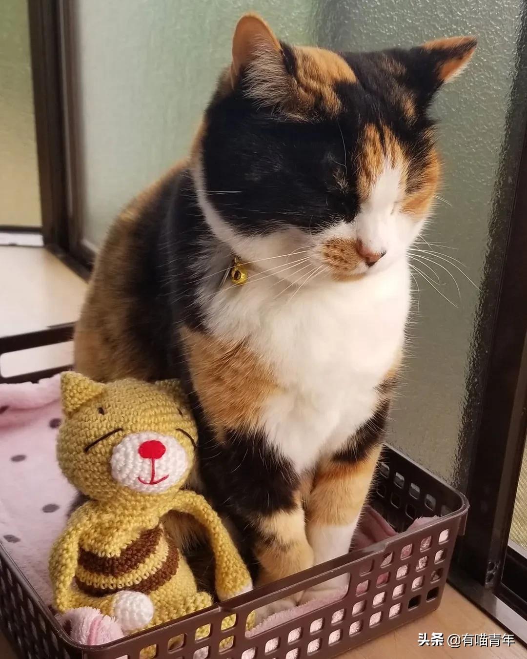 漂亮的三花猫欣赏,最迷人的三花猫