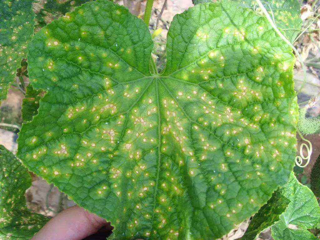 学会这一招,靶斑病不用愁,黄瓜“小黄点”轻松就搞定