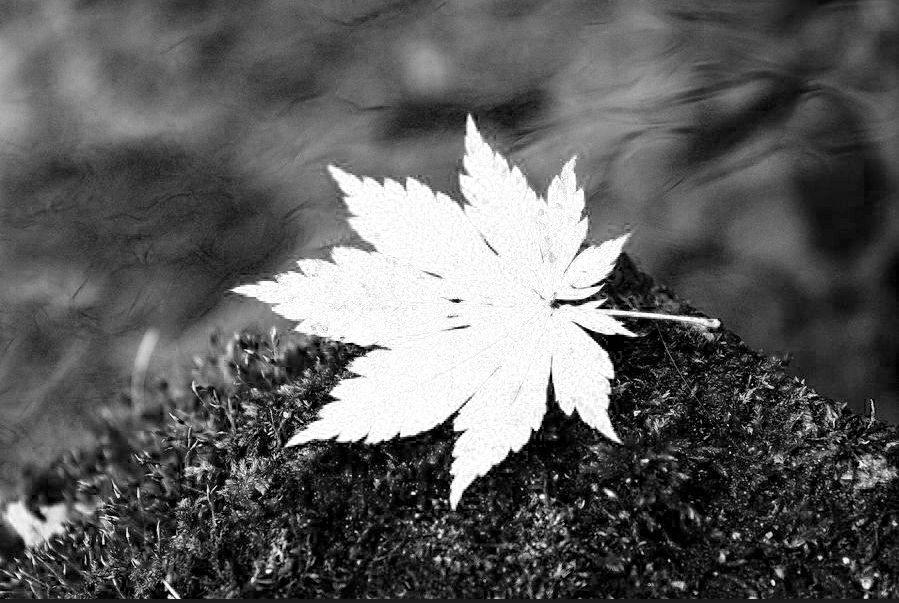 ps怎样把红叶背景人物照调色,秋景枫叶人像调色ps