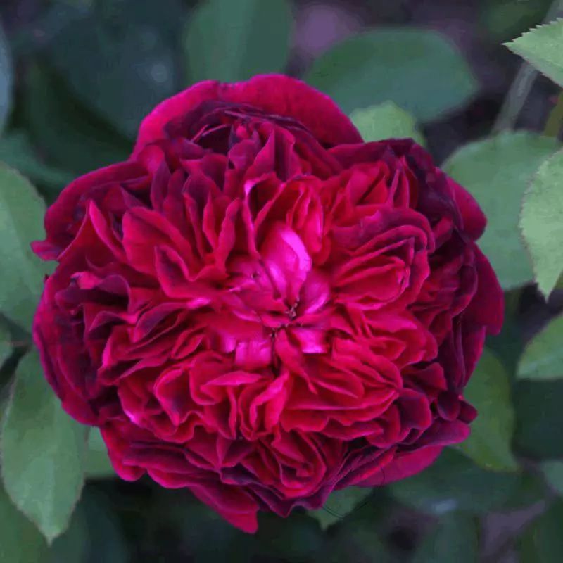 一万年一次的2020520；一起认识100种玫瑰~别送错啊