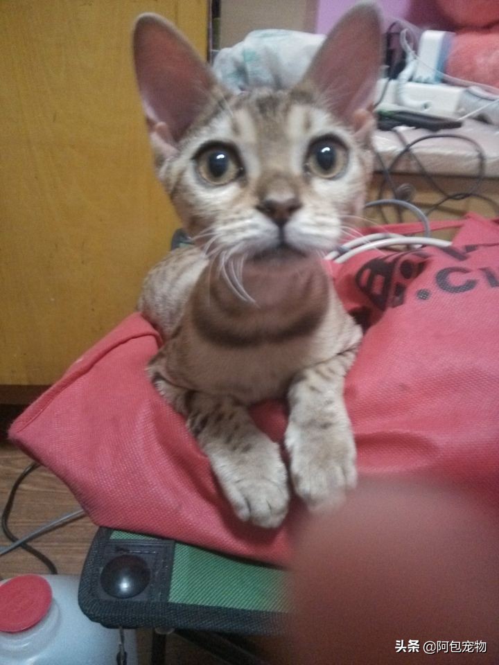 怎样才能彻底治愈猫癣呢,怎样才能彻底治愈猫癣