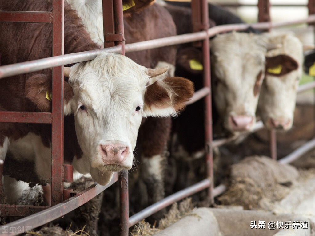 养牛前景怎么样养牛需要什么条件,养牛需具备什么条件才能养牛