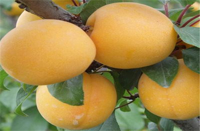 杏高效种植技术与病虫害防治图谱,杏树怎么防治杏褐斑病