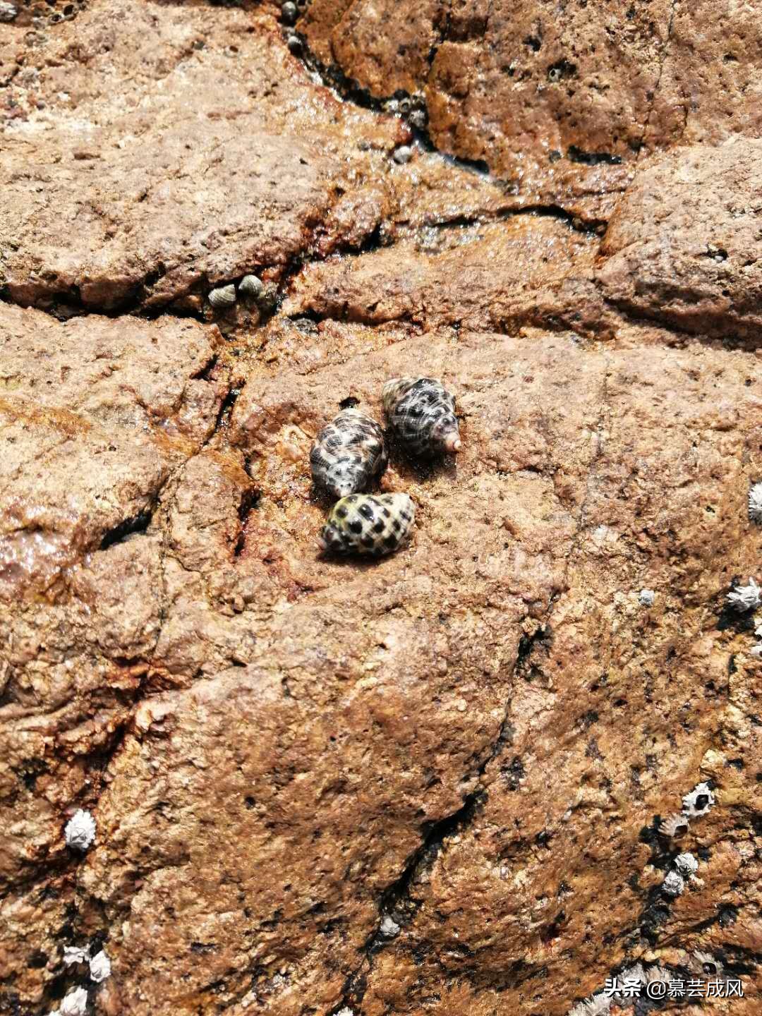 自由行去枸杞岛,枸杞岛自由行