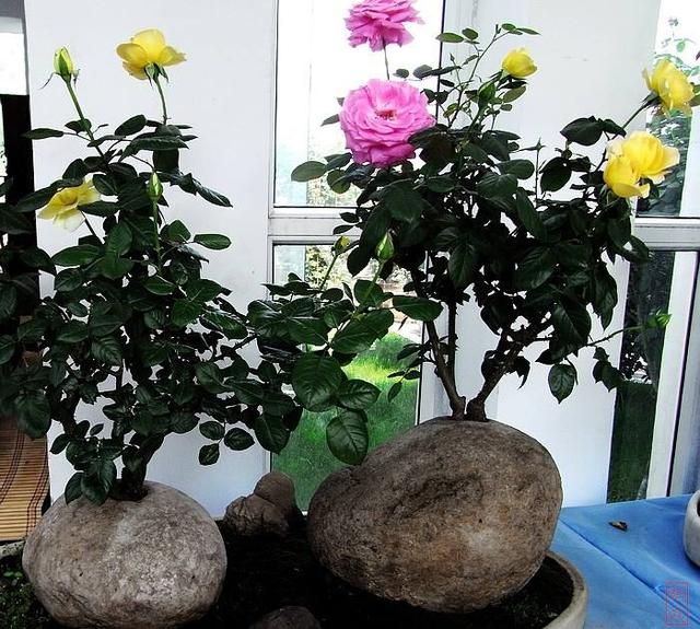 养花怎么能让叶子油绿,月季叶绿怎么养