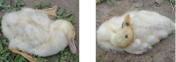 鸭子打浆膜炎疫苗后有什么症状,鸭子大肠杆菌和鸭浆膜炎的区别