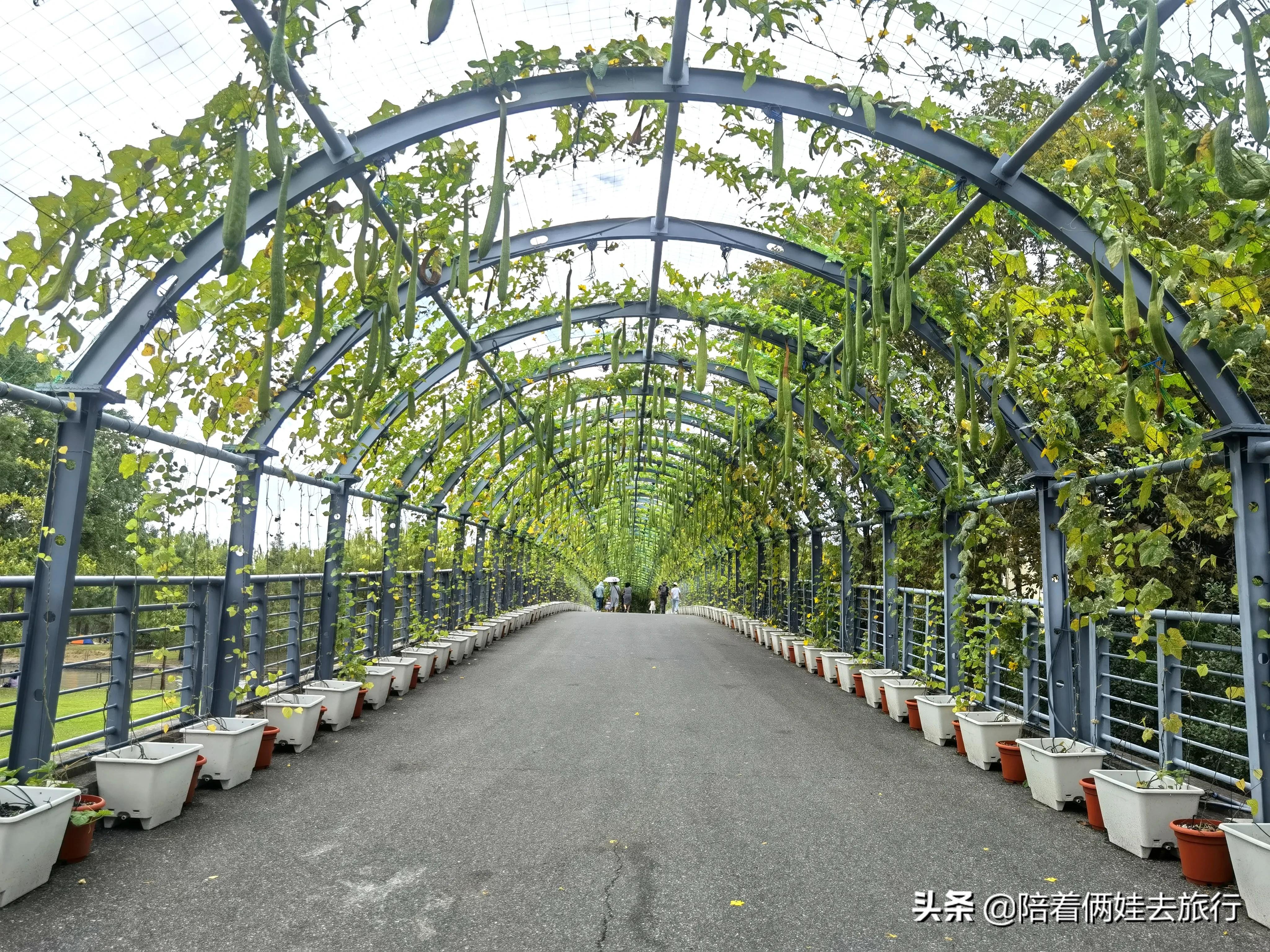 上海辰山植物园矿坑花园,辰山植物园矿坑花园修好了吗