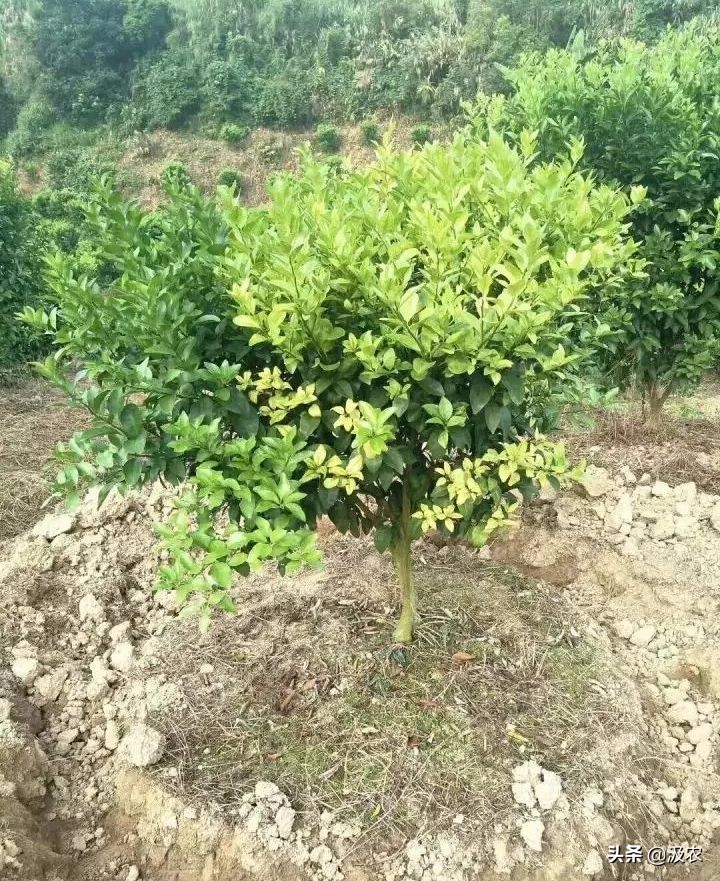 黄龙病对柑橘果园的危害,柑橘黄龙病根治方法