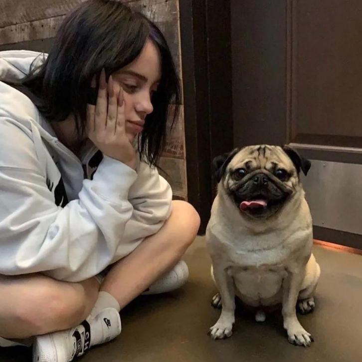 巴哥犬最忌讳的几件事,养巴哥犬有什么注意事项