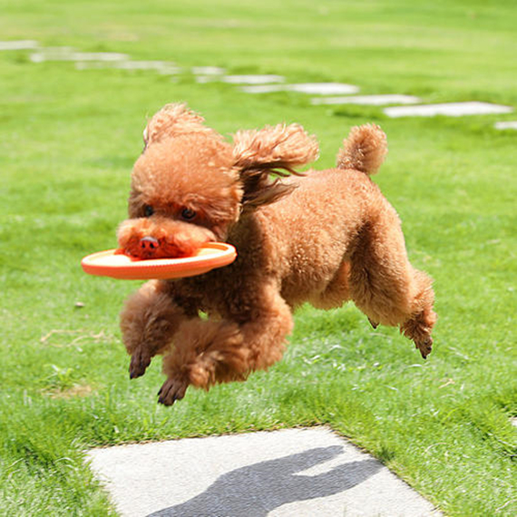 训犬师怎么训练狗狗,训犬师训狗有用吗