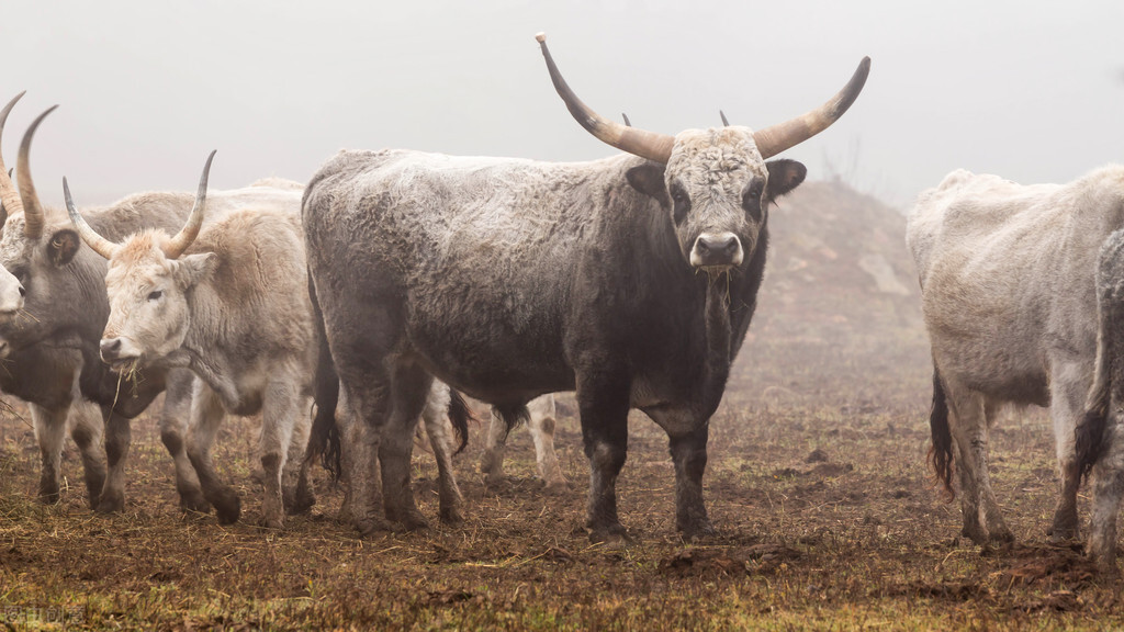 匈牙利国宝美食生肉,匈牙利国宝牛肉