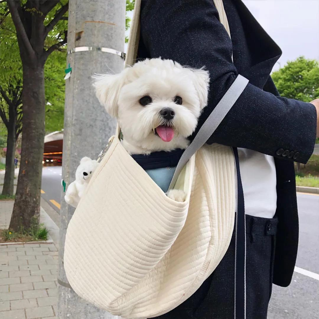 可怜的狗狗们,忠诚的狗狗们