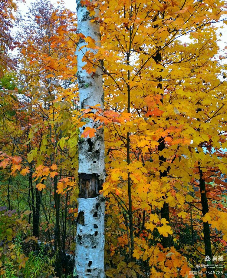 鍖楃編鏋儏閽荤煶姗℃湪,鍖楃編鏋儏鐏攨