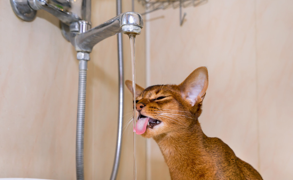 猫奴需要了解的知识:猫咪喝水少的危害及八种应对策略