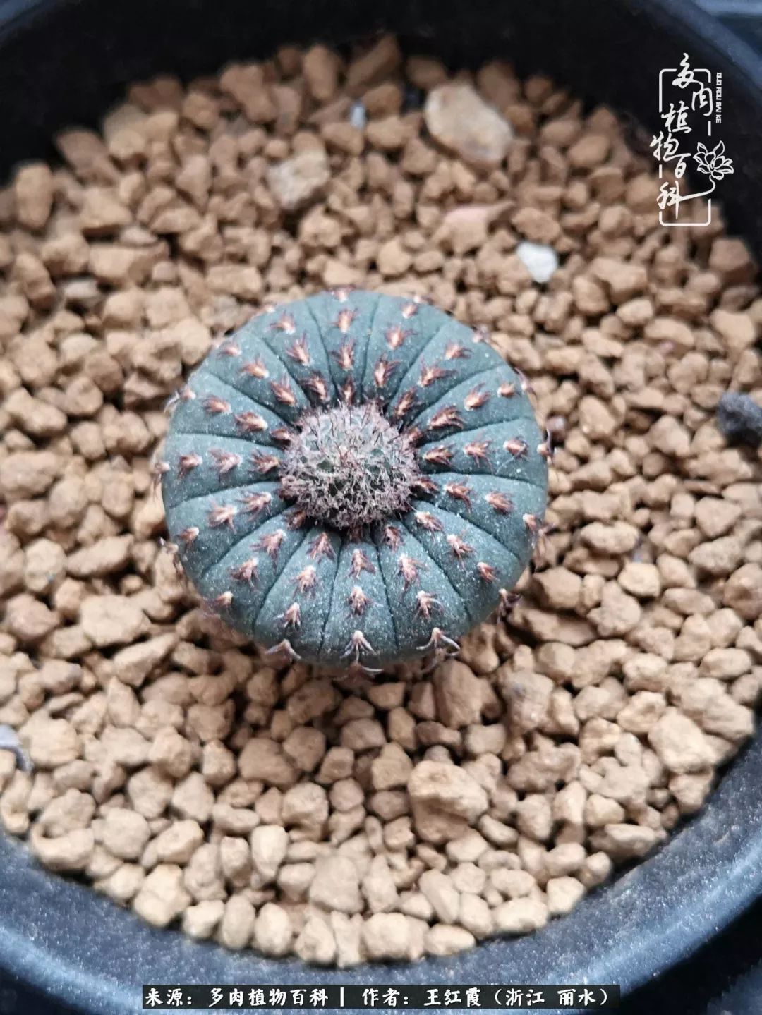 仙人球露养条件,仙人球的露养方法