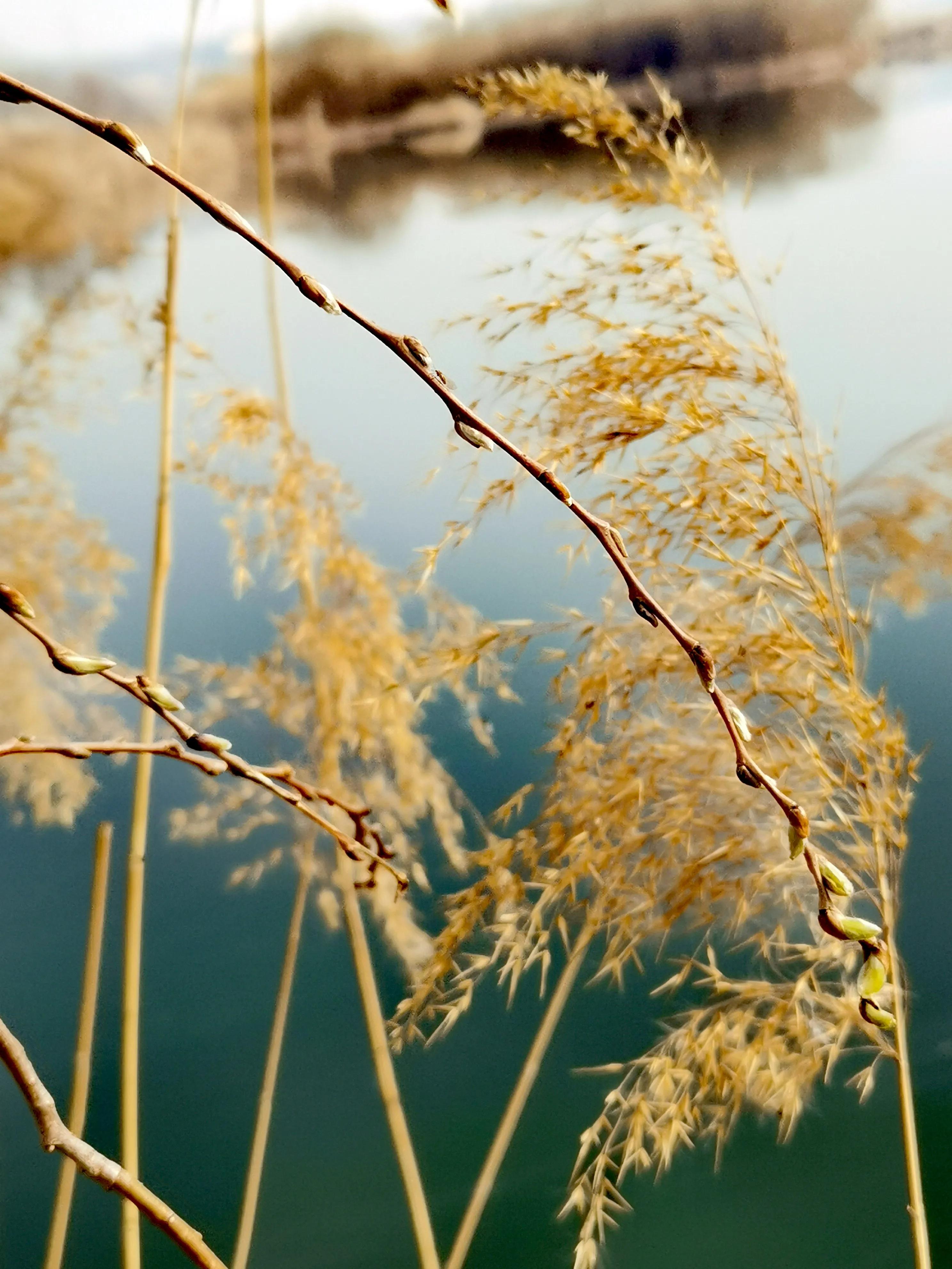 大年初一逛栎阳湖湿地公园，柳色遥看近吐绿，春归石川河！