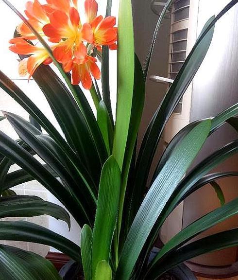 用啥方法让君子兰快速生根,如何使君子兰快速生根