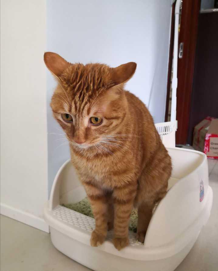 宠主平时怎样管理狗狗,宠主在哪个方面不能惯着狗