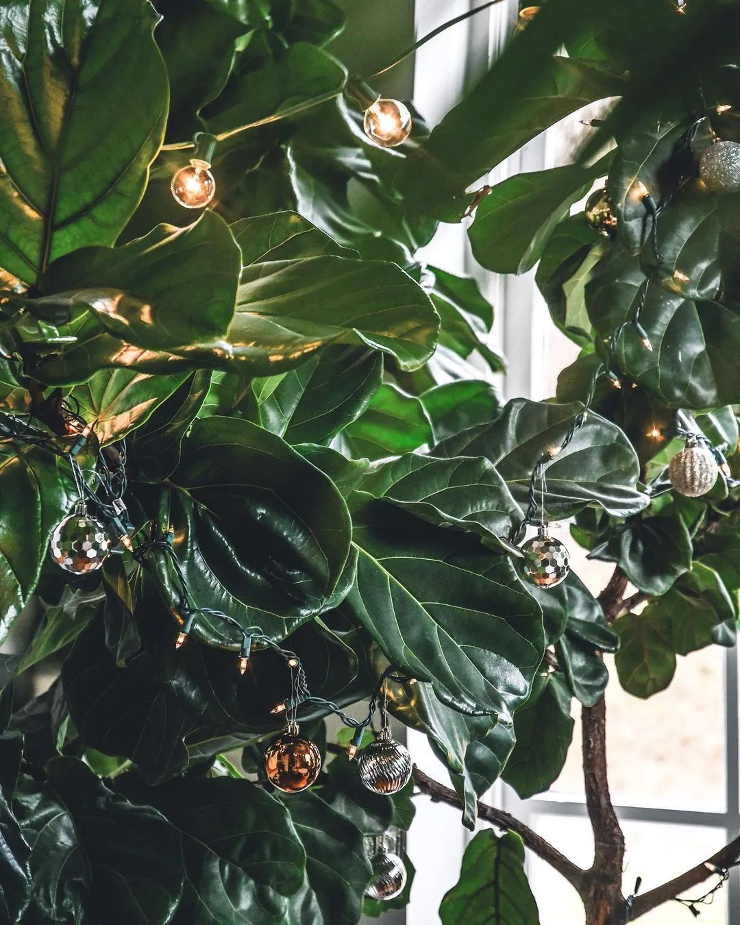 金盆洗手吧，植物杀手们