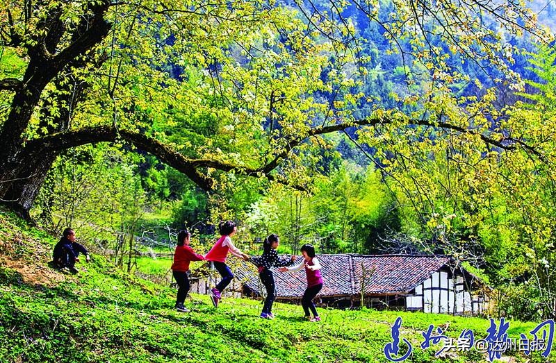春来花开!走在大巴山深处的万源市竹峪镇东梨*光春**里...