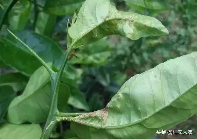这个病害如果预防不到位,会对今年柑橘的产量和品质带来很大影响