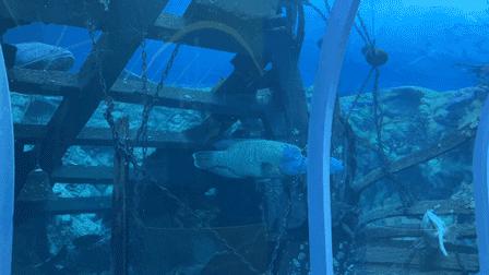 黄金周不用做攻略，这个海洋+科技的超大主题乐园，全家人都尽兴