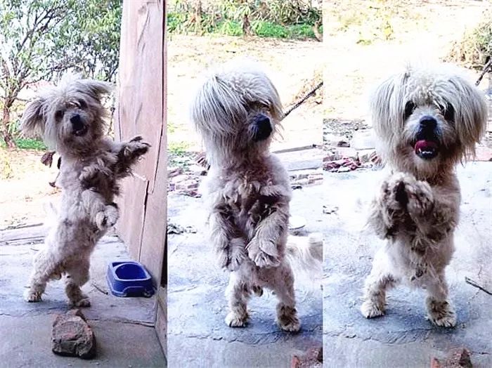 狗狗经常用后腿站立该怎么纠正,狗狗直立行走影响狗狗健康