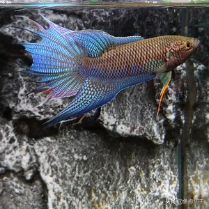 冬季硝化菌,冬季硝化细菌能存活吗