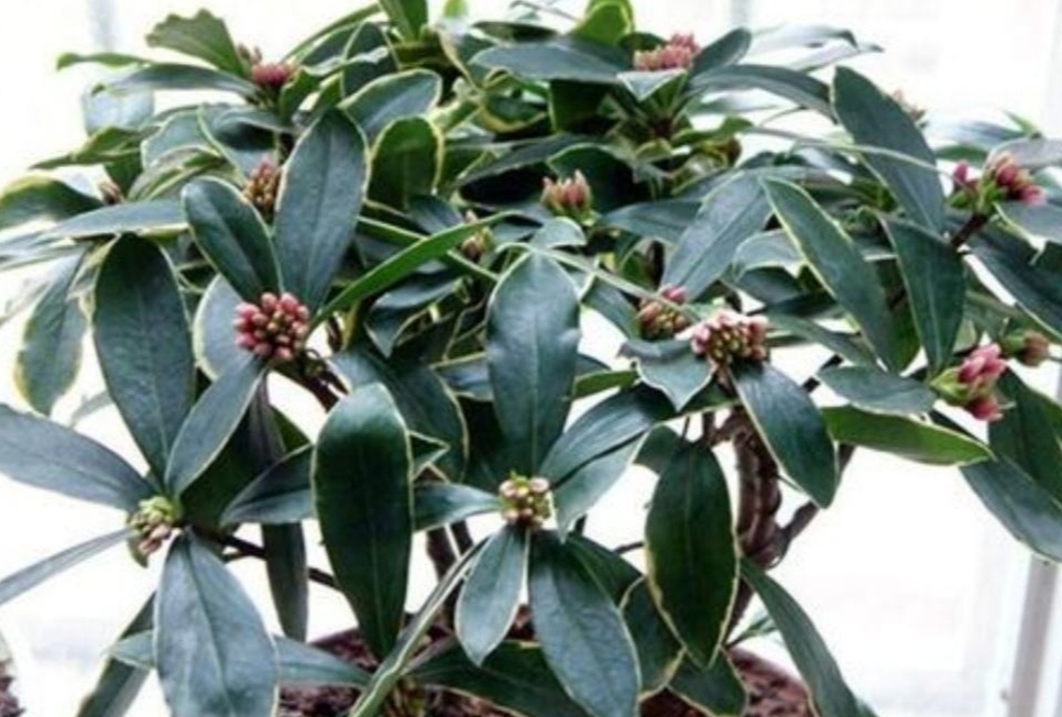 家里养盆“香味花”,春节期间开花,满屋花香扑鼻