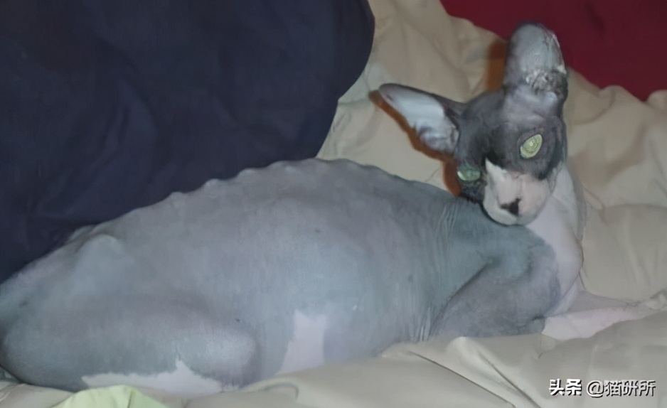 猫咪肚子圆鼓鼓，怎么区分是胖还是生病？