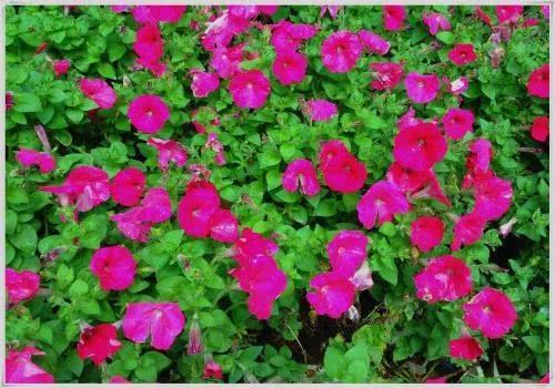 描述春天最好的十首诗句,积累十句关于春天的诗句