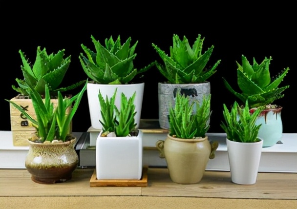 家里绿植吸收有害气体哪种更好,吸收有害气体释放氧气的绿植