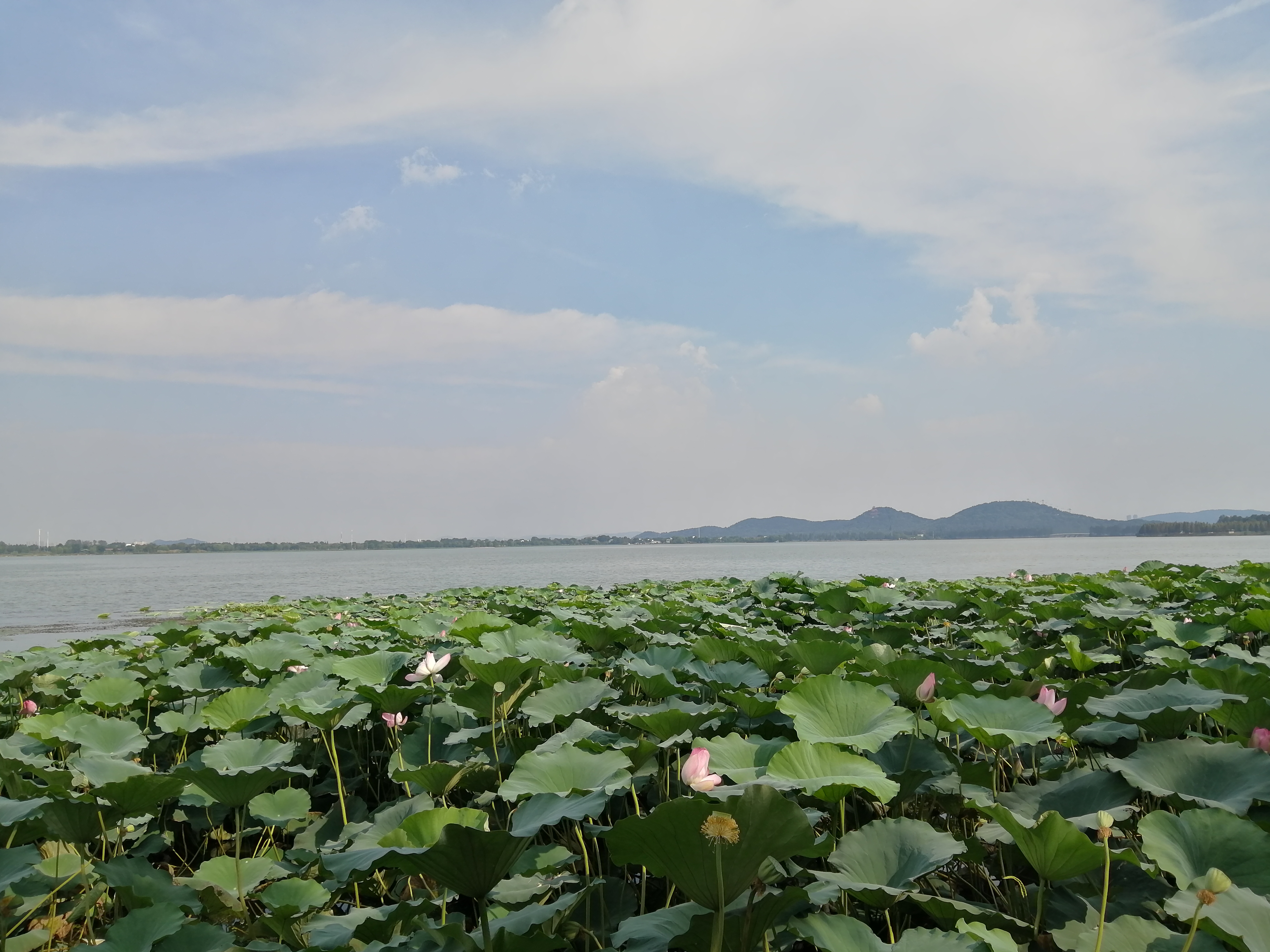 武汉漫步东湖视频,漫步东湖绿道