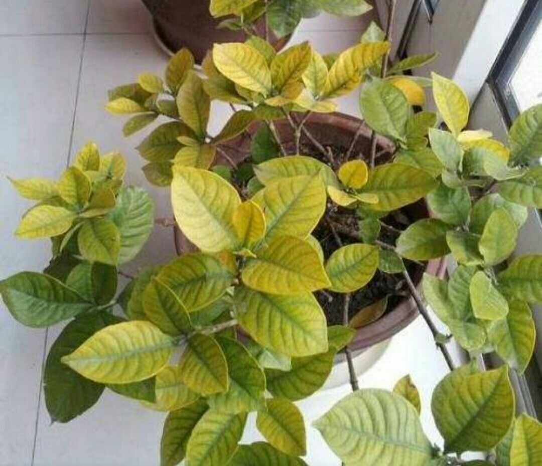 土养栀子花黄叶的原因及处理方法,栀子花黄叶怎么养新手必看科普