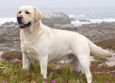 忠诚又有杀伤力又保护主人的狗狗,这6种狗狗既通人性又聪明