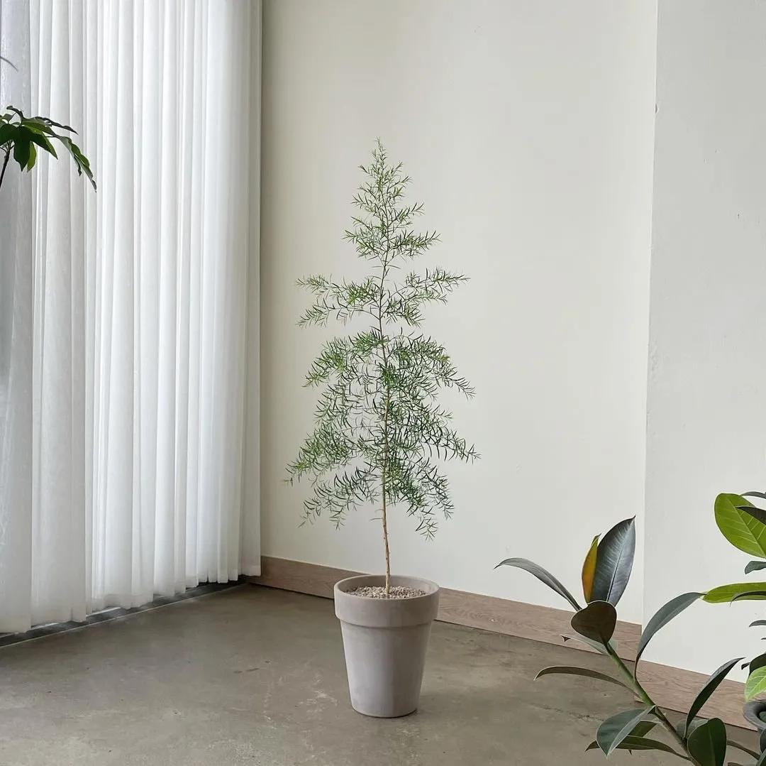 网红必备的高颜值绿植,ins风的网红绿植