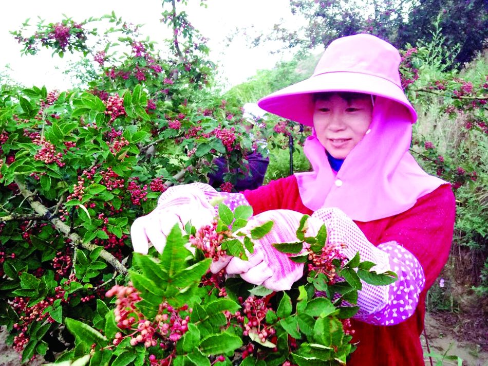 不打农药花椒怎么修剪能高产,如何更高效采摘花椒