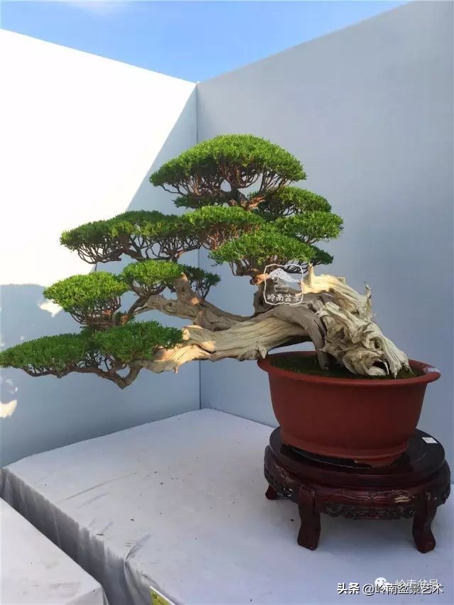 鎺㈡灊妞嶇墿,鎺㈡灊