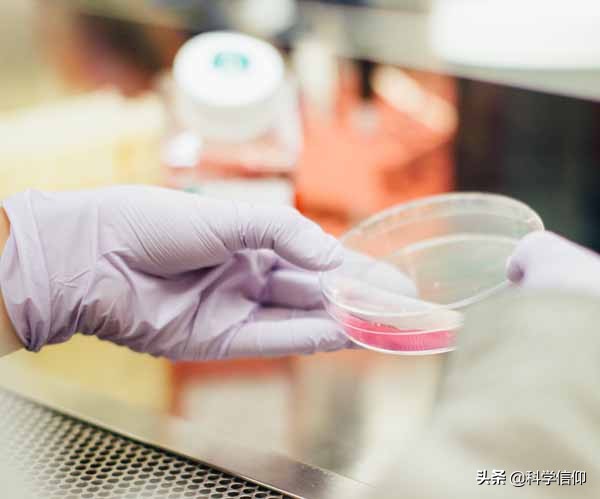 世界首创猪猴嵌合体,中国猴嵌合体研究