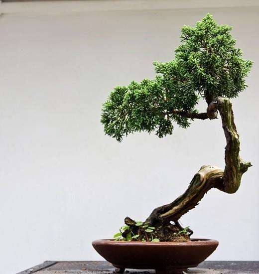 盆景掉价,为什么这几年的盆景不好卖了