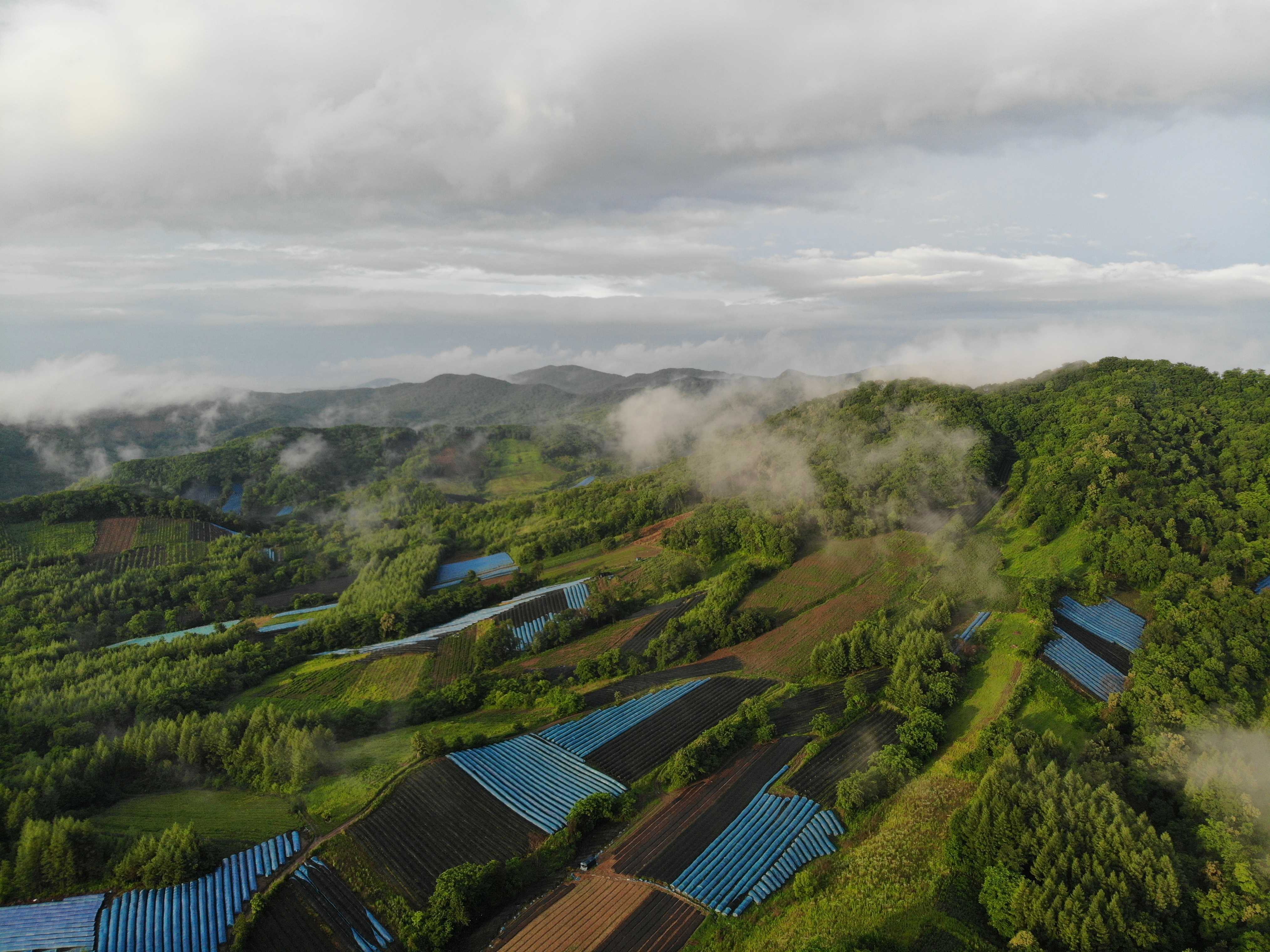 怎么用人参种子种人参,人参须能种出人参吗
