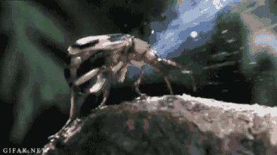 打不过就喷口水、喷排泄物,使用各种“下三滥”招术的动物