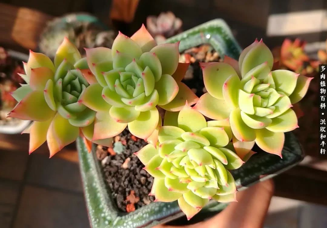 多肉的四季轮回,四季轮回多肉