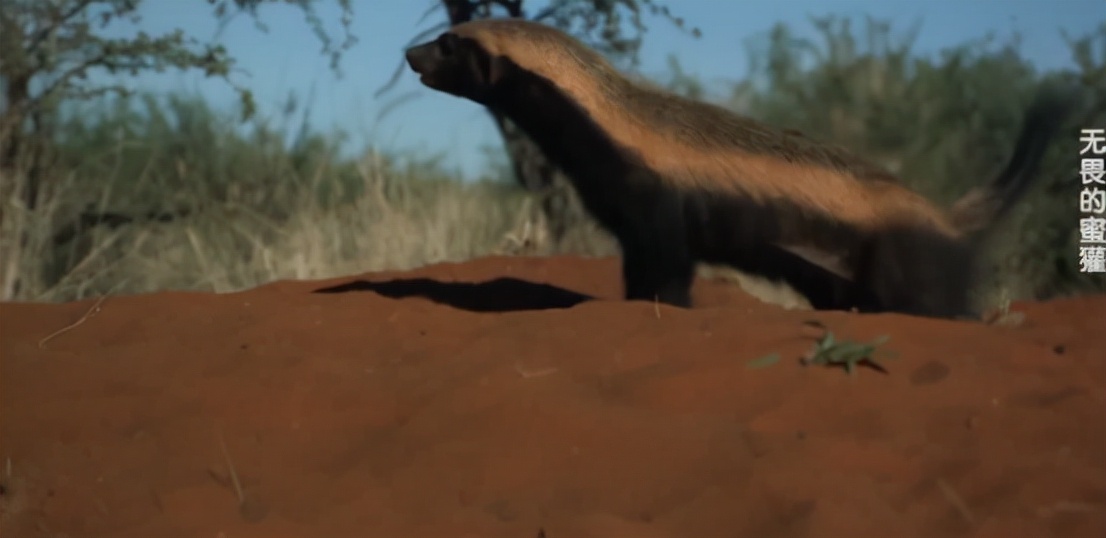 蜜獾两小时后继续享用毒蛇,蜜獾凶猛攻击人类