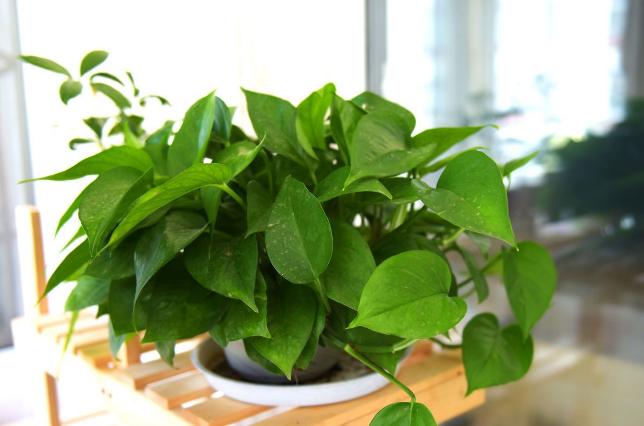 小苏打养花的十大好处,家里养花的小苏打怎么使用