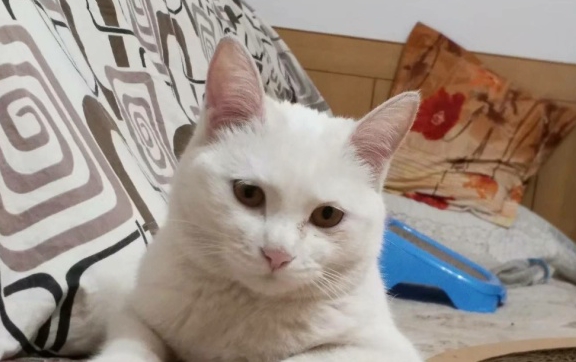 养猫对人体健康有什么好处,家里养猫究竟好处多还是坏处多