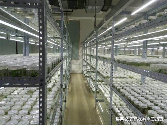 脱毒阳光玫瑰葡萄苗,阳光玫瑰特级苗